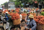 Vải thiều ngập chợ giá bèo: Lên phương án giải cứu gấp